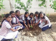 Mission Tree Plantation - 2018